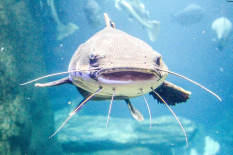 Catfish is in deep water