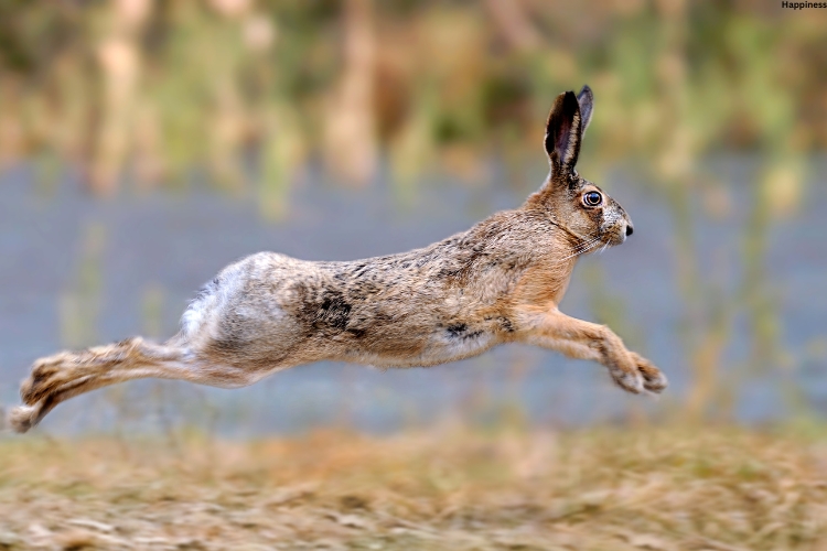 Cave Dwelling Hares is running