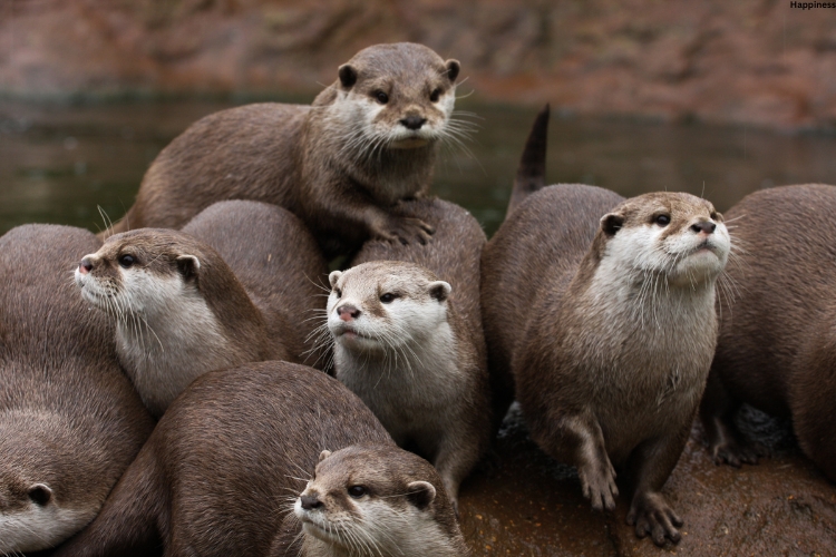 Cave Dwelling Otters standing together at one place