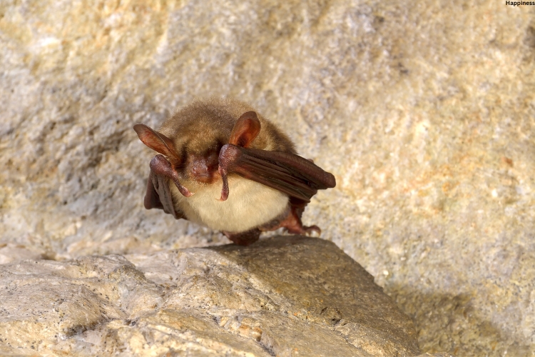 Cave Myotis is in the cave