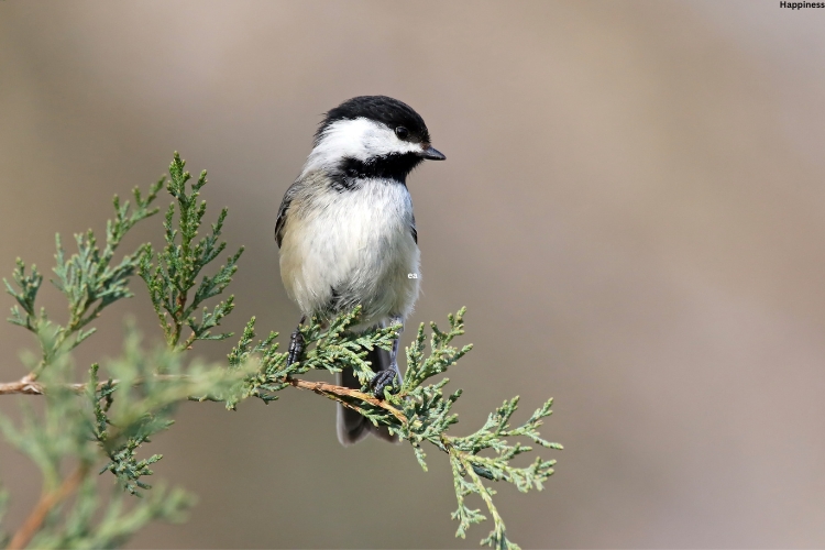 Chickadee Babe is sitting alone