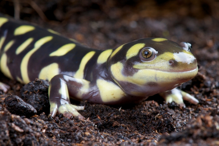 Chinese Giant Salamander is on mud