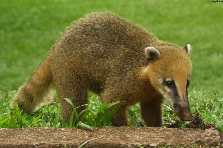 Coati is finding something to eat