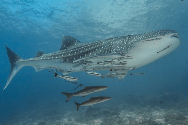 Cobia is in the water with babies