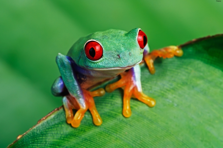 Colored Amphibian is sitting on big leave