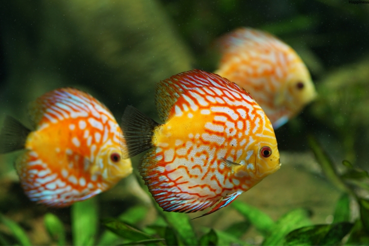 Colored full fishes are in the water