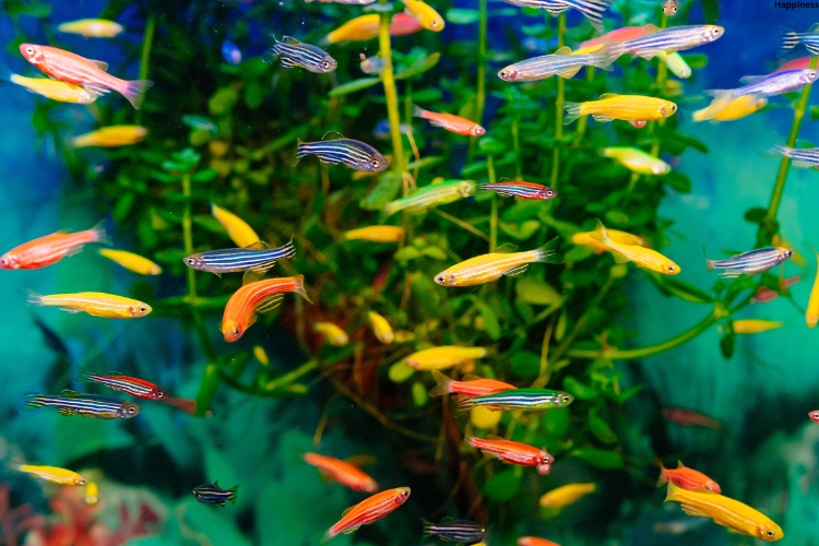 Colorful fishes are in the water