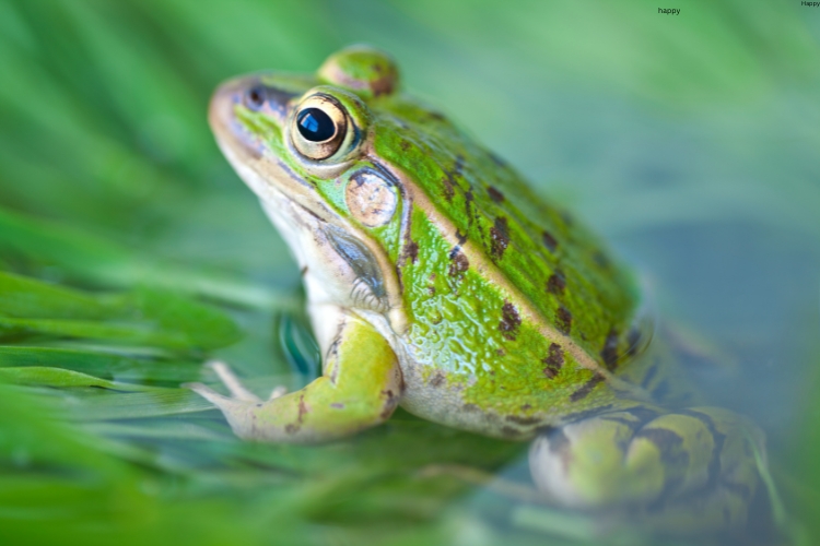 Darwin's Frog is sitting on leave sin water