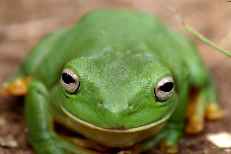 Darwin's Frog is watching