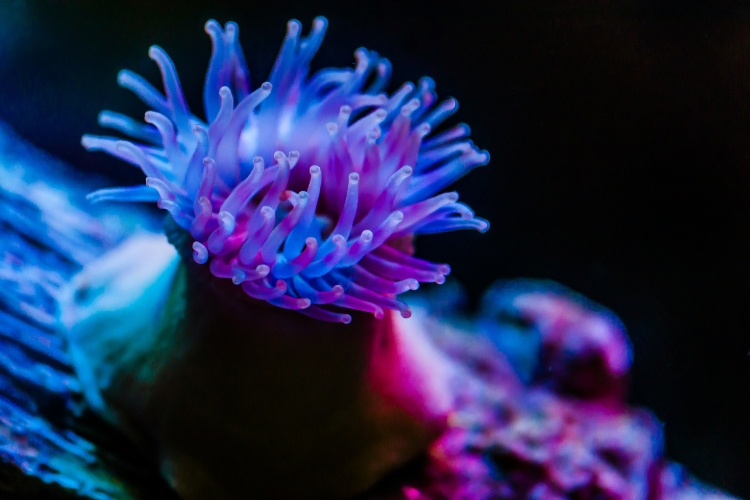 Deep-Sea Coral is in sea