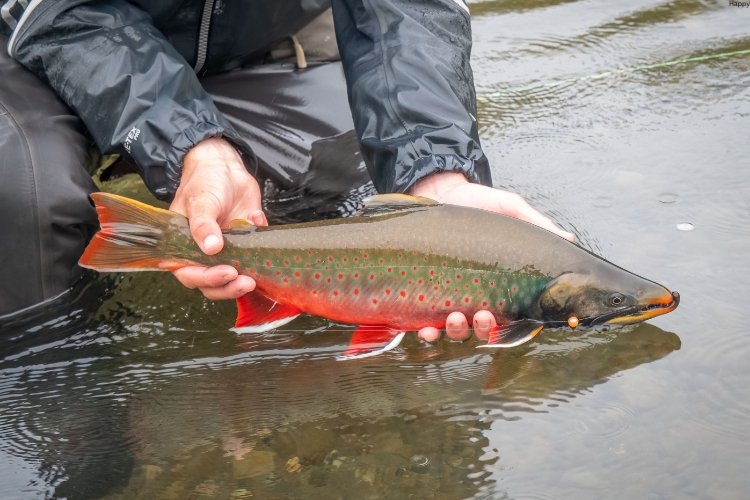Dolly Varden is in mans's hand