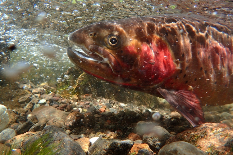 Dolly Yellowstone Cutthroat Trout is in river