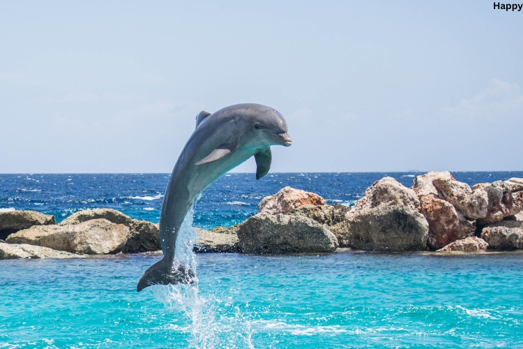 Dolphin is coming out from sea