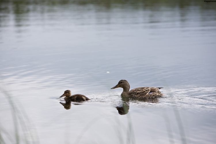 Ducks are swimming