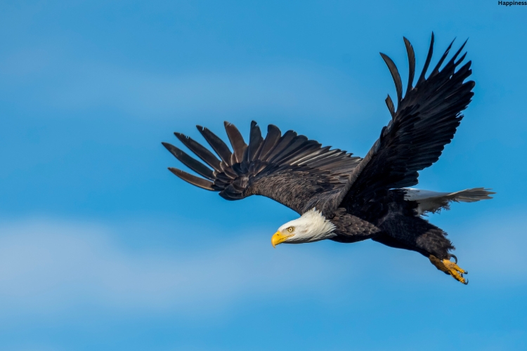 Eagle is flying very high