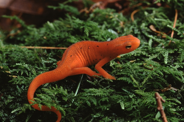 Eastern Newt is walking on leaves