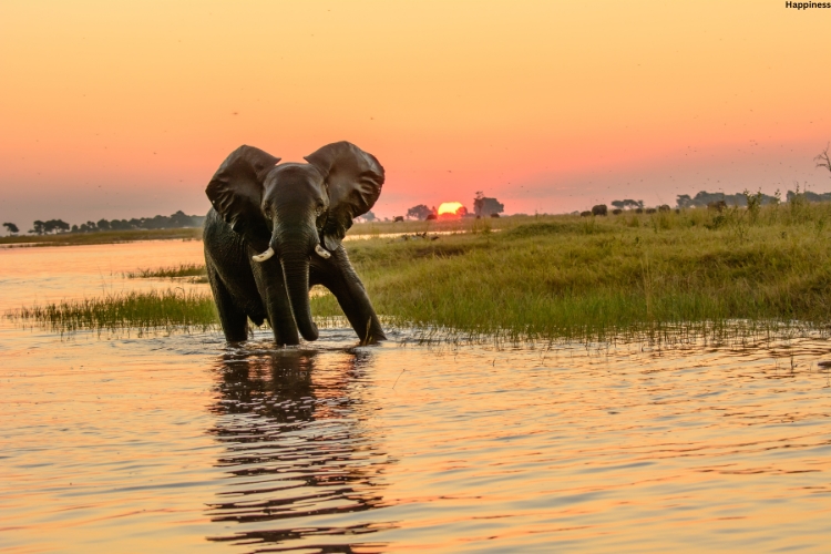 Elephant is walking into water