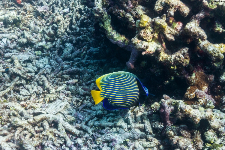 Emperor Angelfish in water