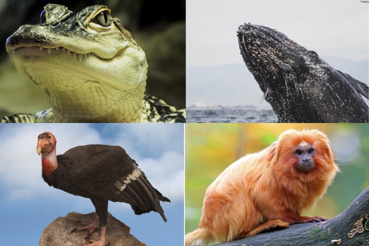 4 Endangered Species Success Stories in one image
