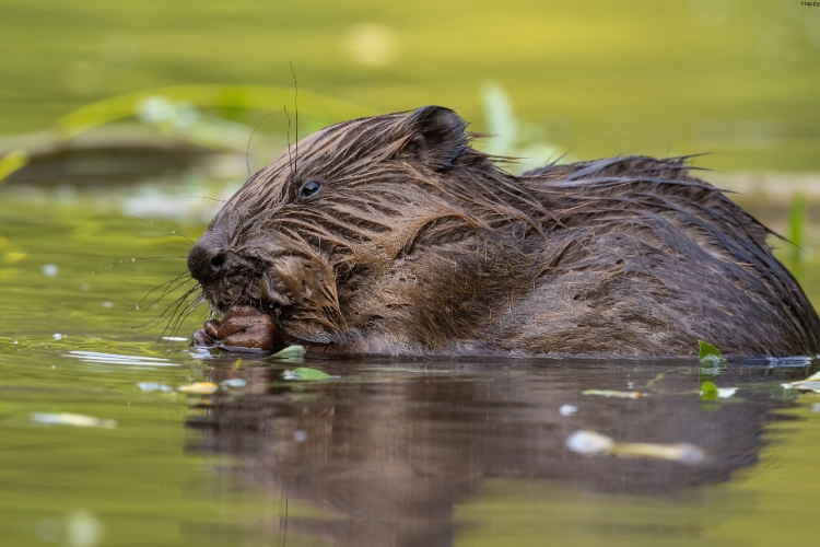 Eurasian Beaver is in water