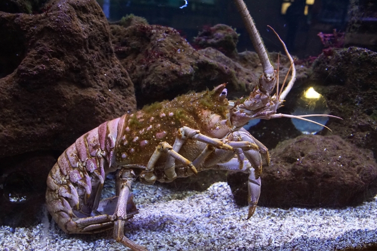 European Lobster is in deep water