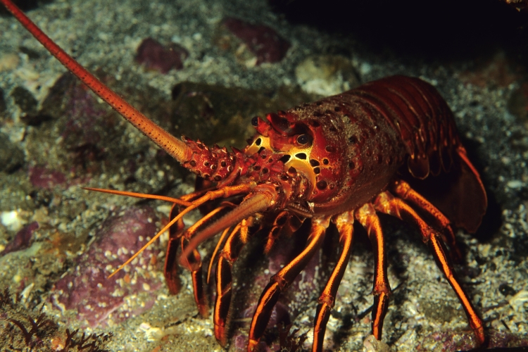 European Lobster is in under water