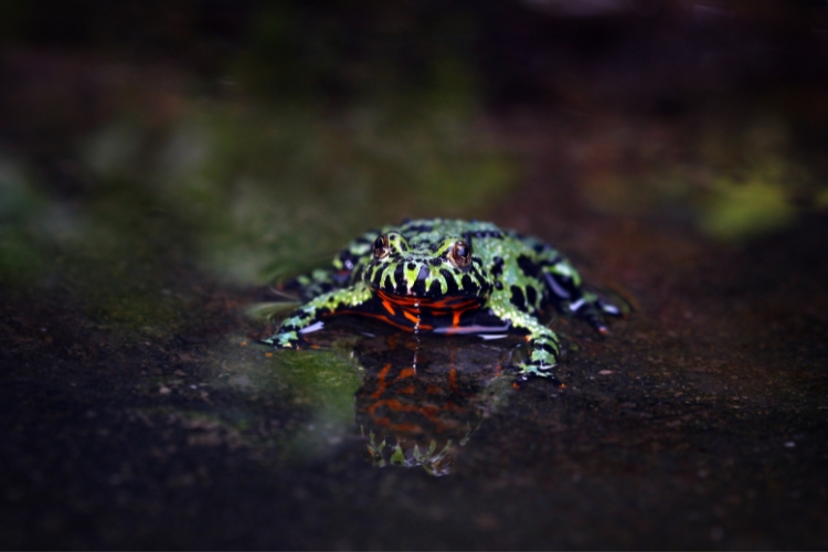 Fire-Bellied Toad is in the water
