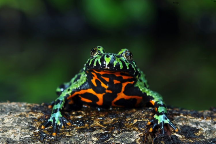 Fire-Bellied Toad is sitting