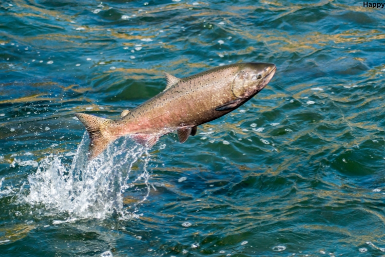 Fish is swimming fast