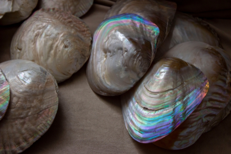 Freshwater Pearl Mussel are in one place