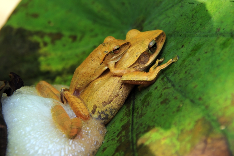 Frog is on the leave