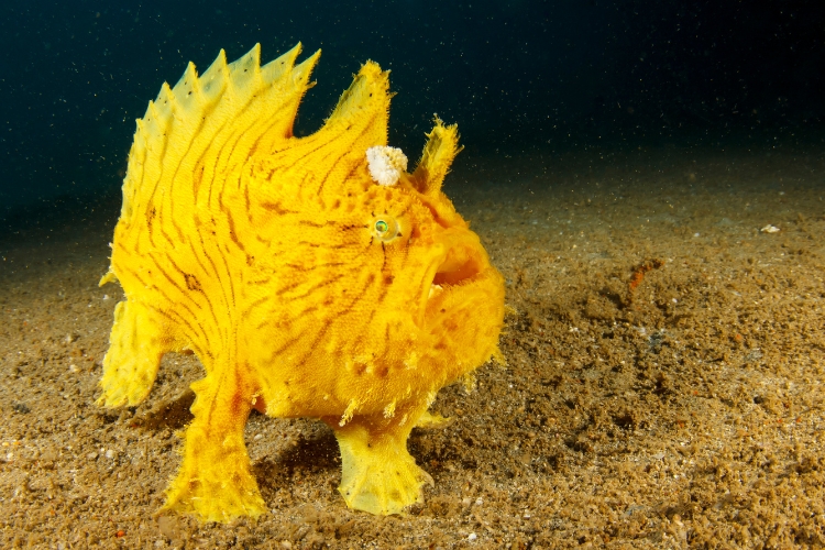 Frogfish is standing underwater