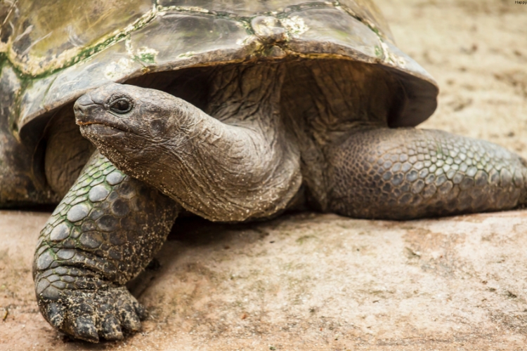 Galápagos Giant Tortoise is on rock
