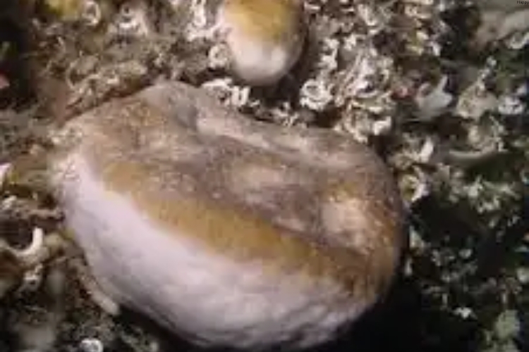 Geodia Barretti Sponge is on beach