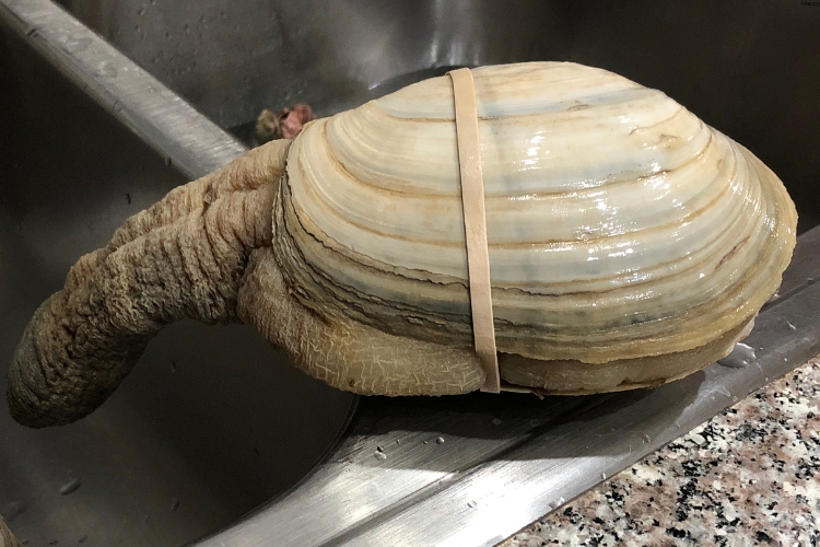 Geoduck Clam caughted by fishers