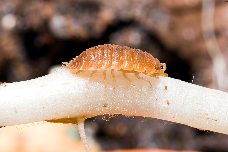 Giant Isopod is walking
