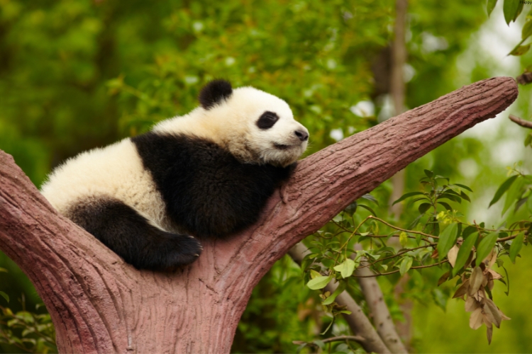 Giant Panda is sleeping on tree