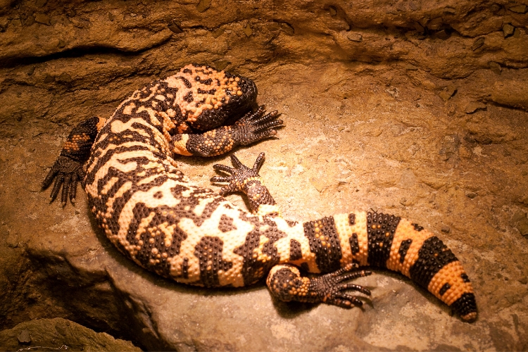 Gila Monster is on rough ground