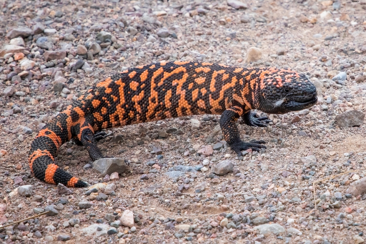 Gila Monster is standing on ground