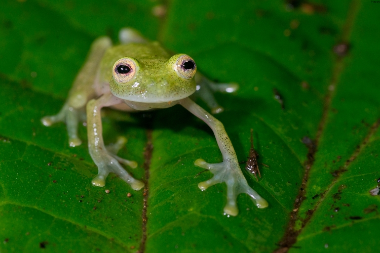 Glass Frog is on the leave