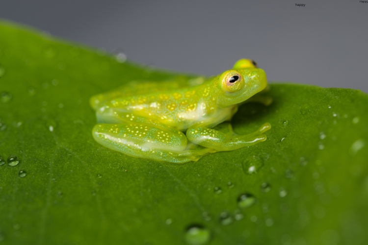 Glass Frog is sitting on green surface