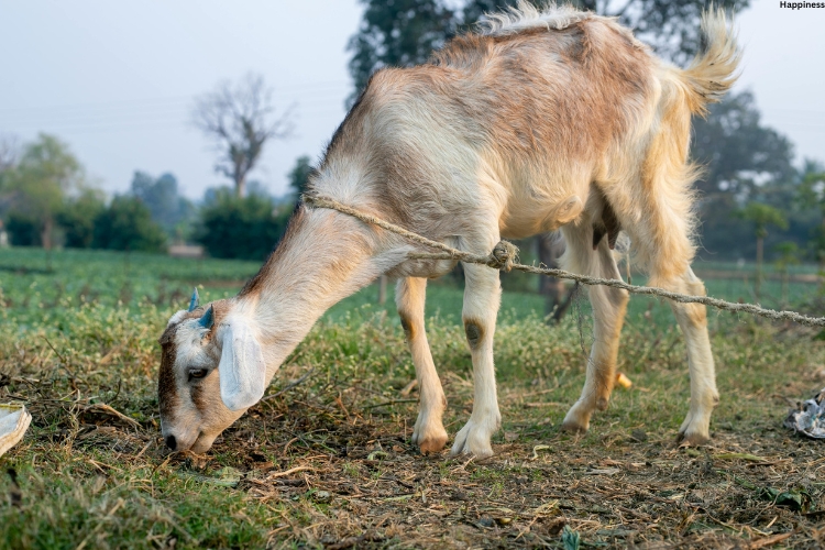 Goat is eating