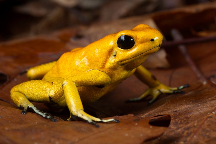 Golden Poison Frog is sitting on the rock
