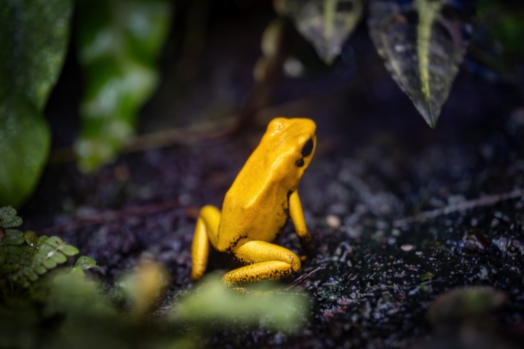 Golden Poison Frog is walking on mud