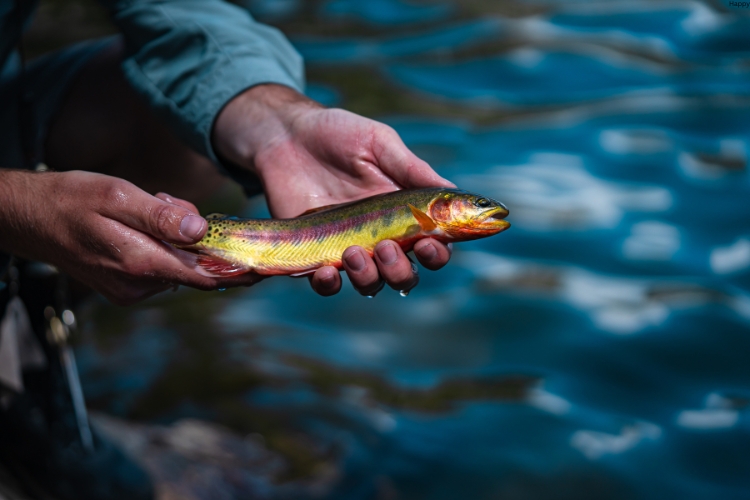 Golden Trout is in mans hand