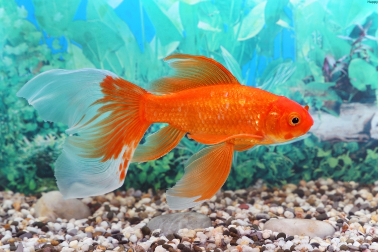 Goldfish is in water