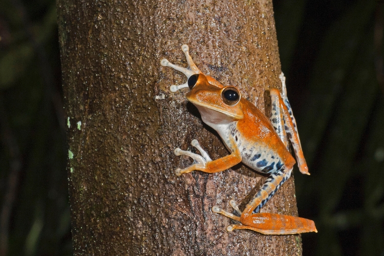 Goliath Frog is on tree