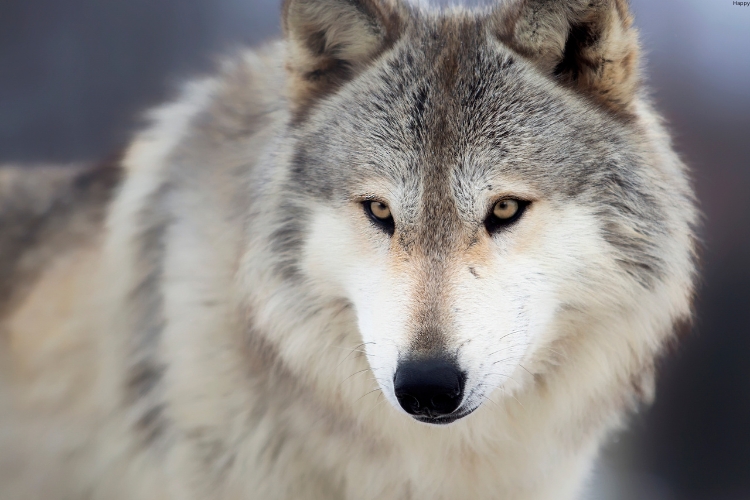 Gray Wolf is watching forward
