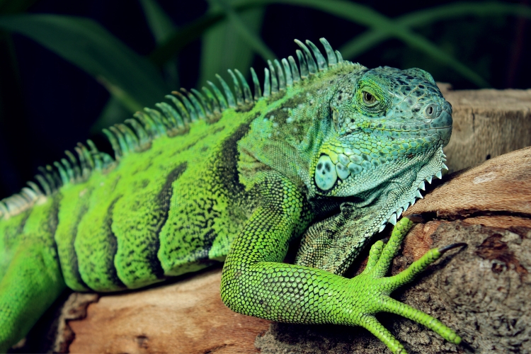 Green Iguana is on tree