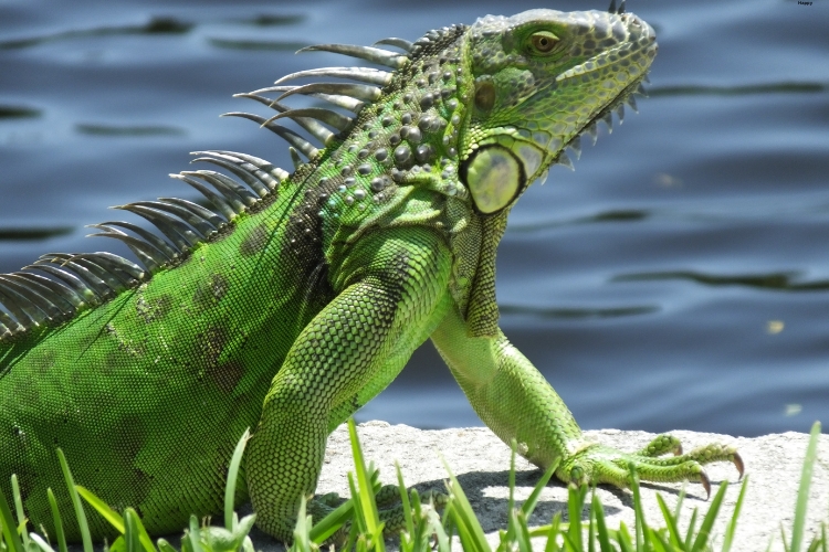 Green Iguana is sitting in the grass near water